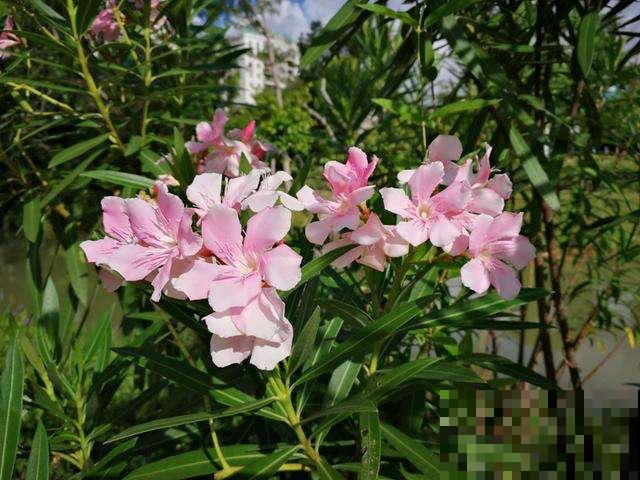 “院子不养3种花”，老祖宗传下来的话，是迷信还是科学？