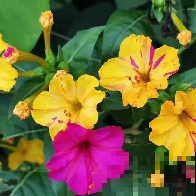 5种花真是被名字耽误了，明明开花美翻天，却“不受人待见”