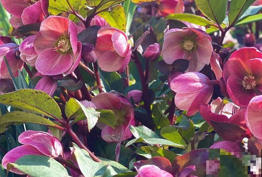 有气质的人都爱养的花,零下15度照样开花,花朵美艳动人 有气质的人都爱养的花,零下15度照样开花,花朵美艳动人