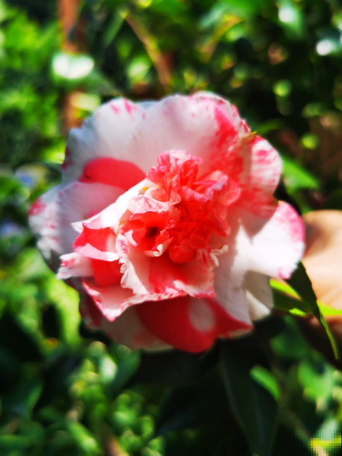 “吉树入吉宅,富贵自然来”,家里的6种树类盆栽,好看又吉祥 “吉树入吉宅,富贵自然来”,家里的6种树类盆栽,好看又吉祥