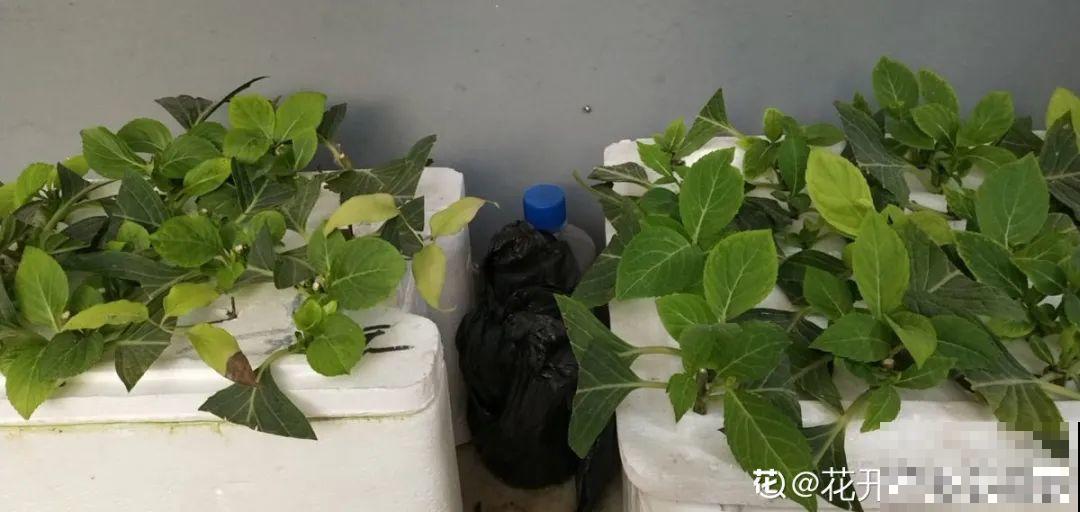 现在扦插8种花，生根快长得旺，冬春季节就开花