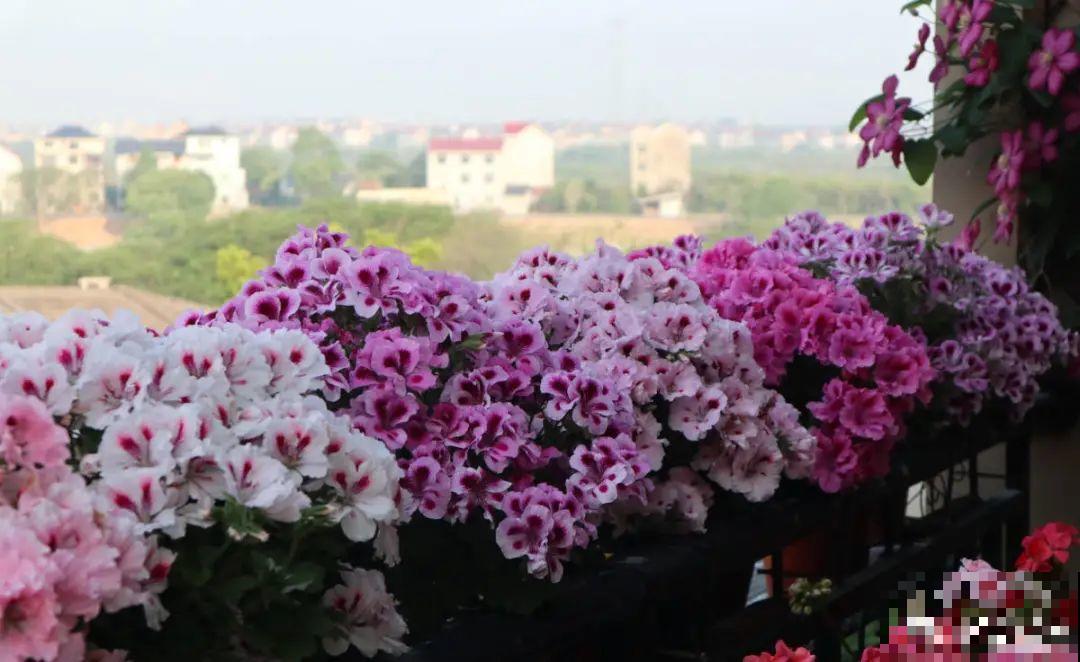 买茶花也要注意“坑”，注意5要点，叶子挺立有精神