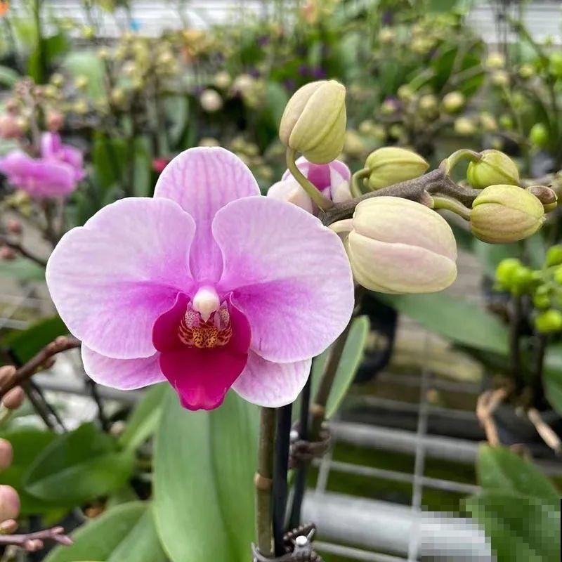 能开大半年的“蝴蝶花”,皮实耐阴好养活,养在家里喜庆热闹 能开大半年的“蝴蝶花”,皮实耐阴好养活,养在家里喜庆热闹