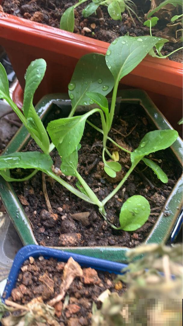 现在阳台上种6种菜,长势特健壮,年底就能吃 现在阳台上种6种菜,长势特健壮,年底就能吃