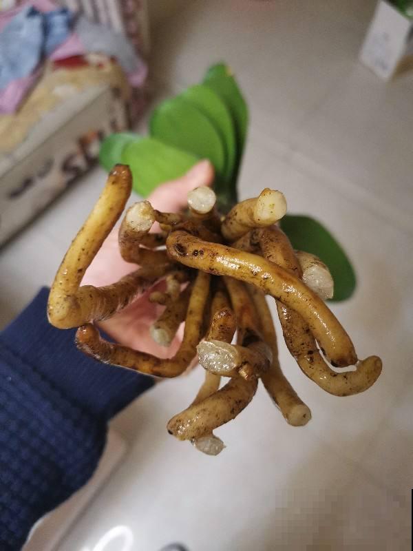 为啥明明浇水不多，但植物还是烂根了，看你踩这4个坑了没