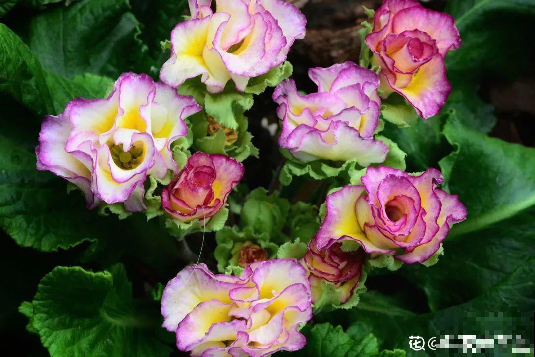 8种花，年年买，年年养死，今年可别当冤大头