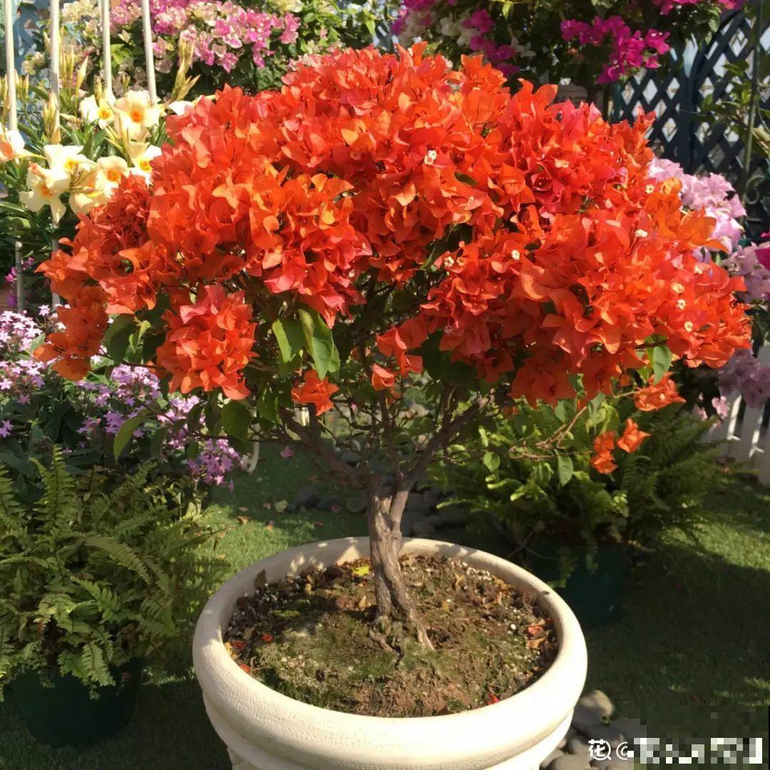 八种花养成老桩,有镇宅旺家好兆头,生机满满 八种花养成老桩,有镇宅旺家好兆头,生机满满