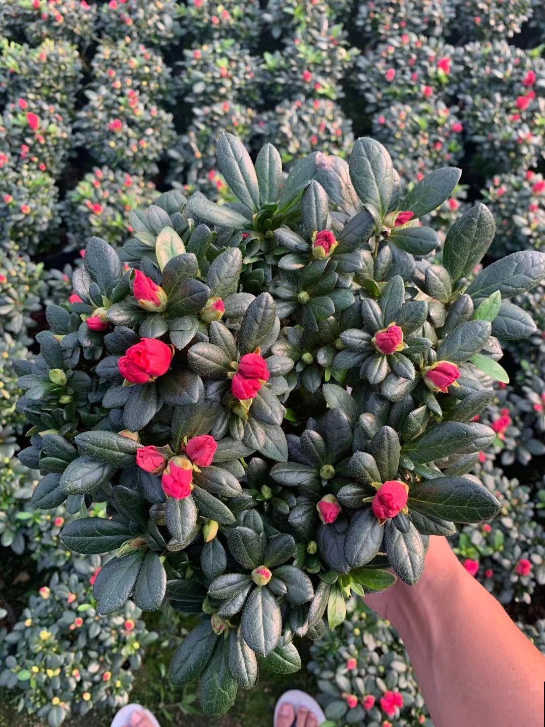 9种花，光照时间越短越容易爆盆，晒太久反而不开花