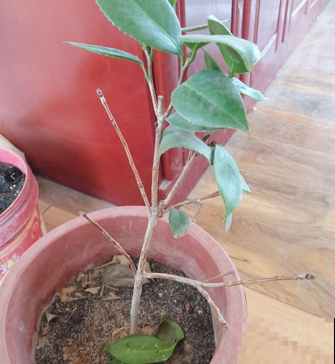 1种花特耐寒,冰天雪地也开花,颜色热闹火红 1种花特耐寒,冰天雪地也开花,颜色热闹火红