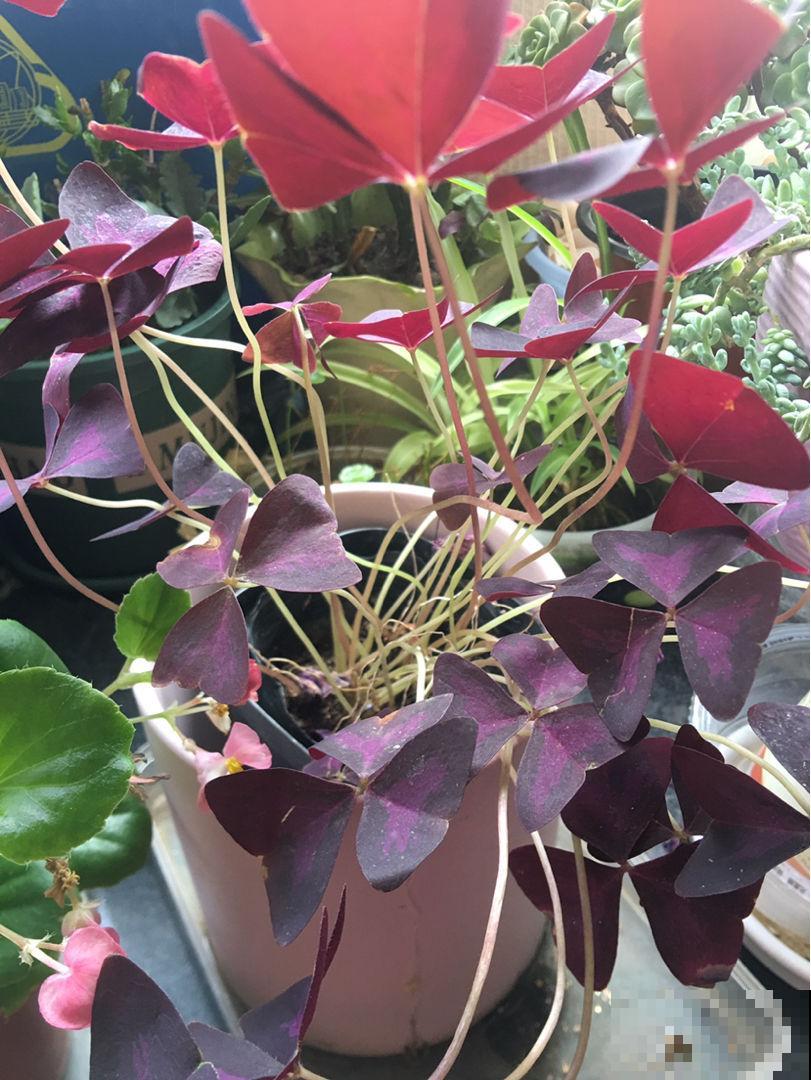 8种花，插土里就能活，简直是懒人“福音”