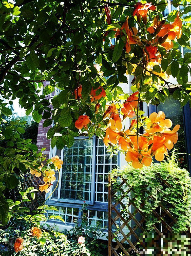 1种花真强悍，40度晒不死，-20度冻不死，北到沈阳南至深圳都能养