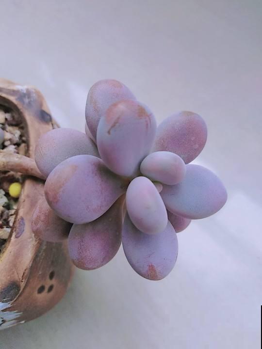 秋天的多肉还“瘦不拉几”,学会4个方法,多肉胖乎乎招人爱 秋天的多肉还“瘦不拉几”,学会4个方法,多肉胖乎乎招人爱