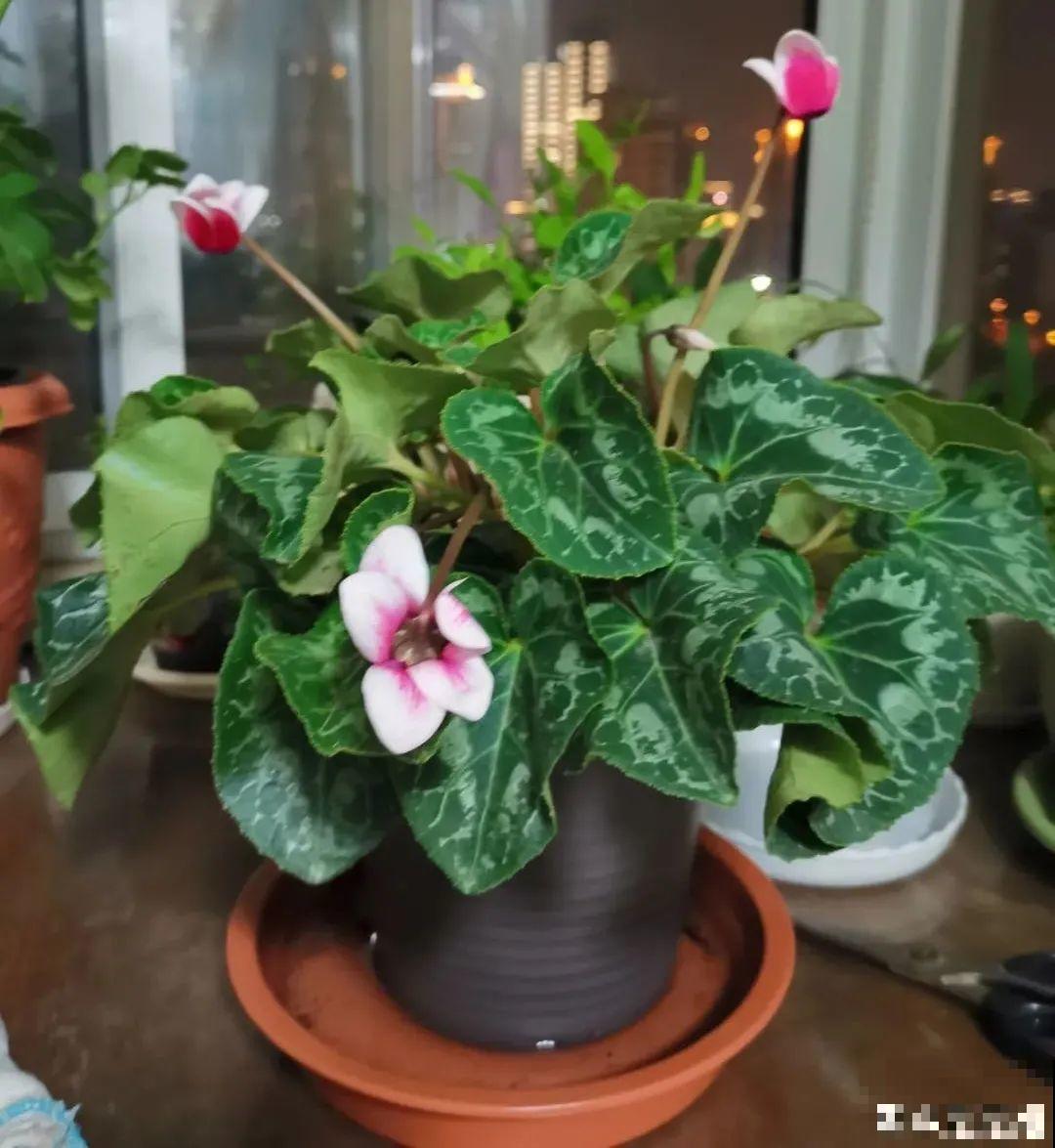 8种花，年年买，年年养死，今年可别当冤大头