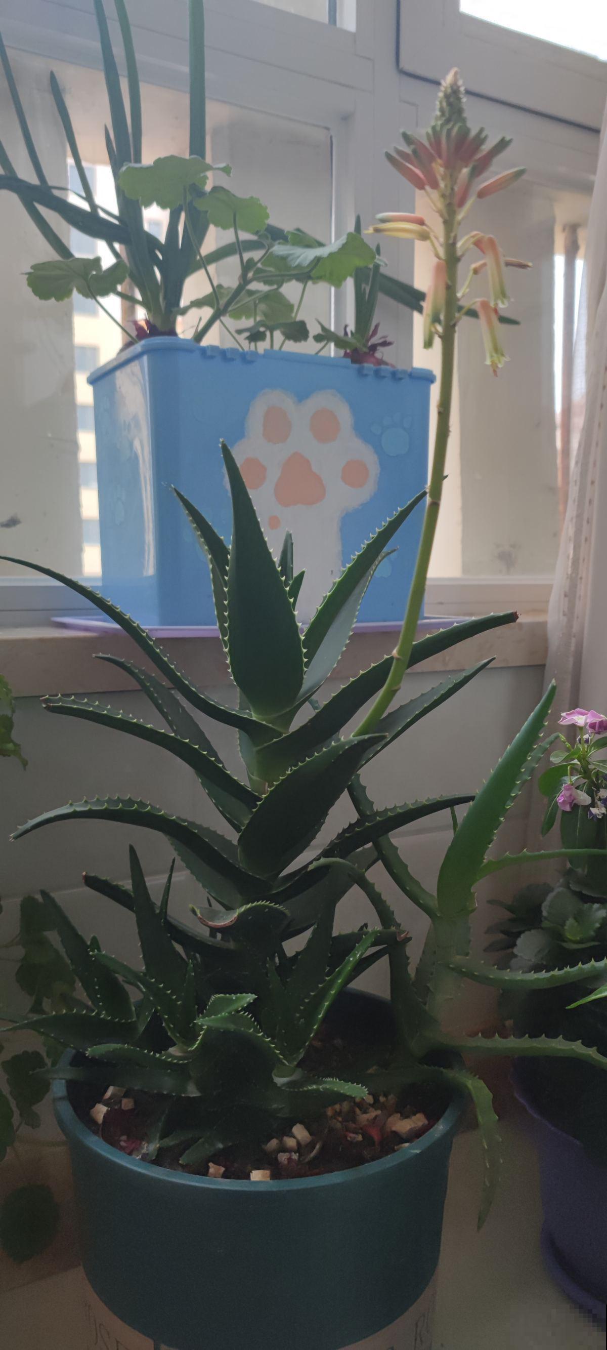 芦荟堪称“万能王”，既能食用又能美容，女人的最爱