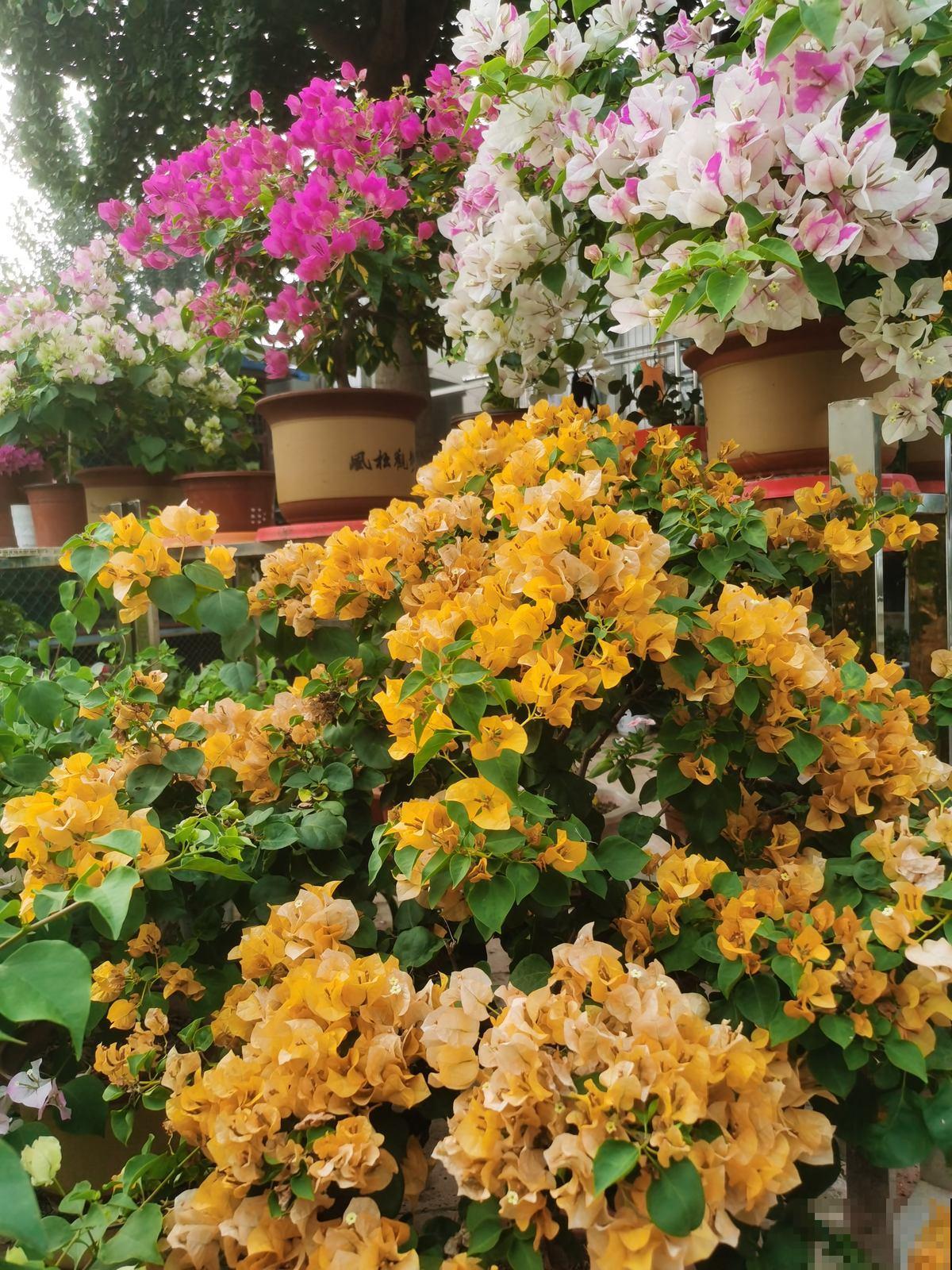 四季开花的植物，阳台养一盆就变“小花园”，花期“超长待机”