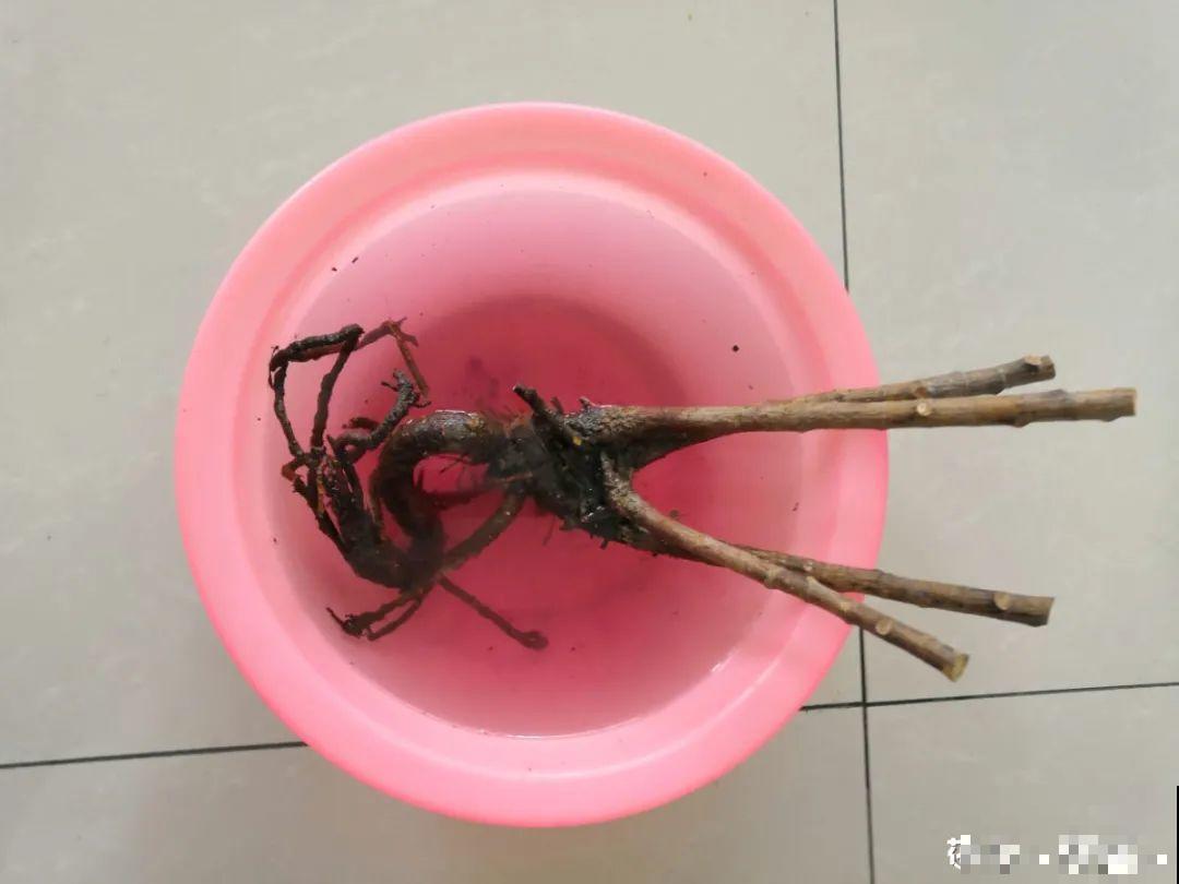 10种花得穷养，盆越小、水越少，越长得旺