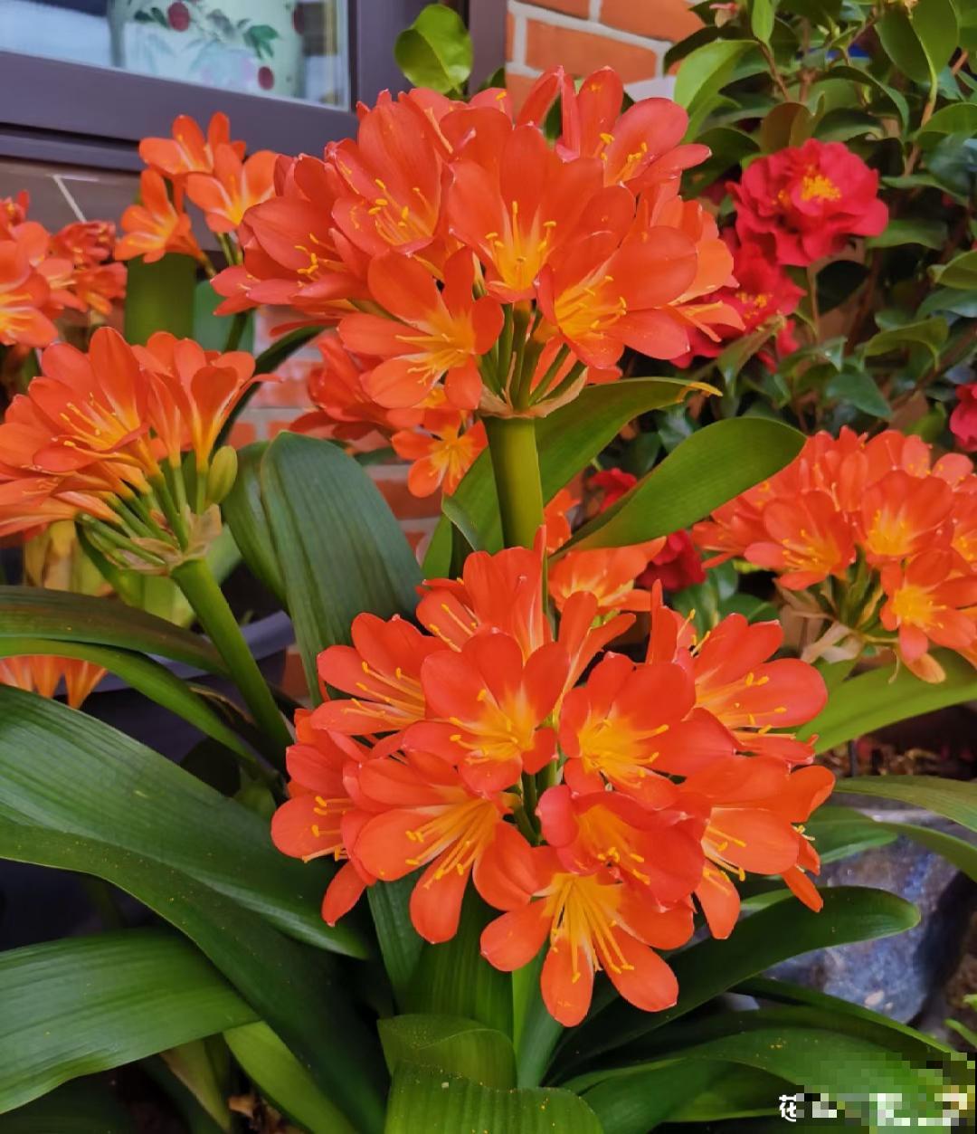 端庄好看的君子兰，适合过年养，寿命长，能活几十年