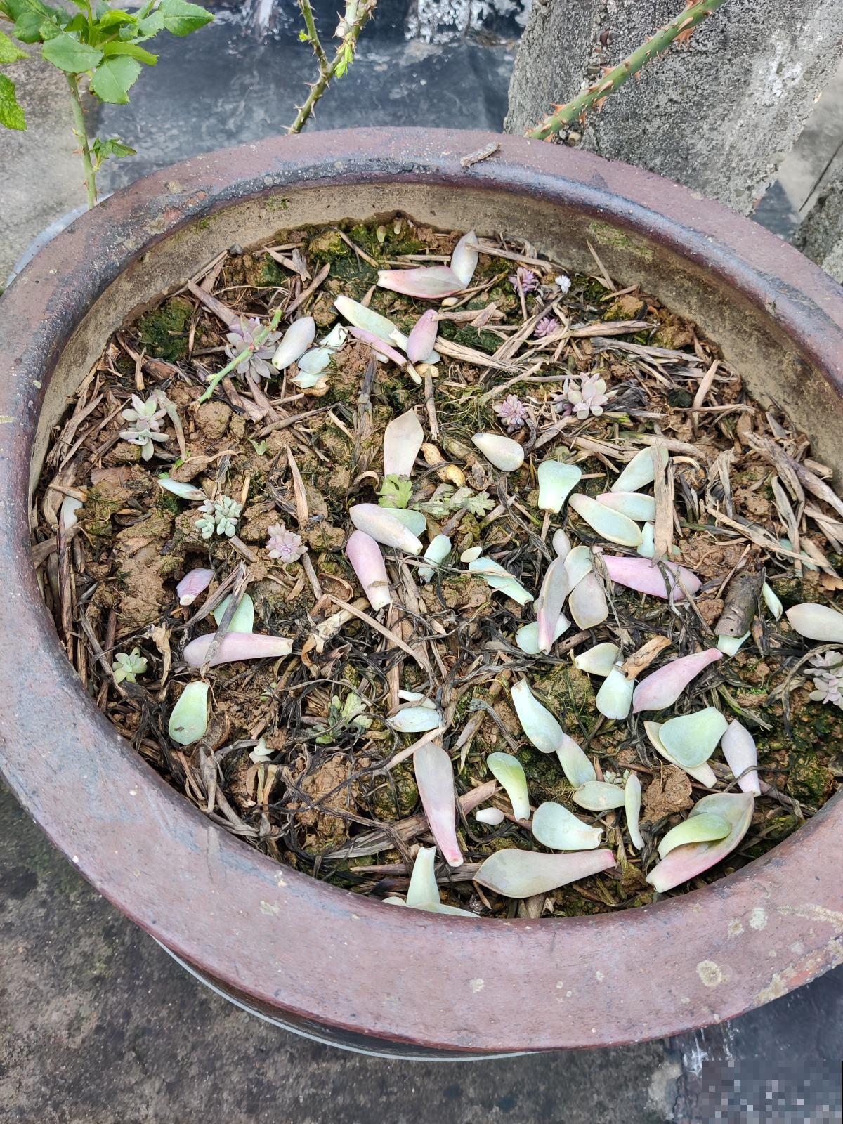 只因1个小动作，把花都“害”死了，赶紧住手