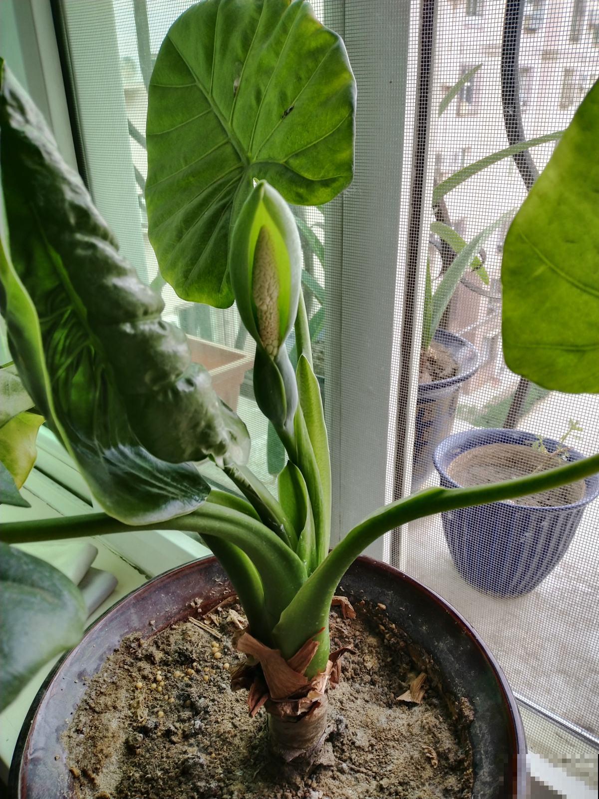 10种带“毒”花，家里有小孩要小心，千万别吃，容易中毒