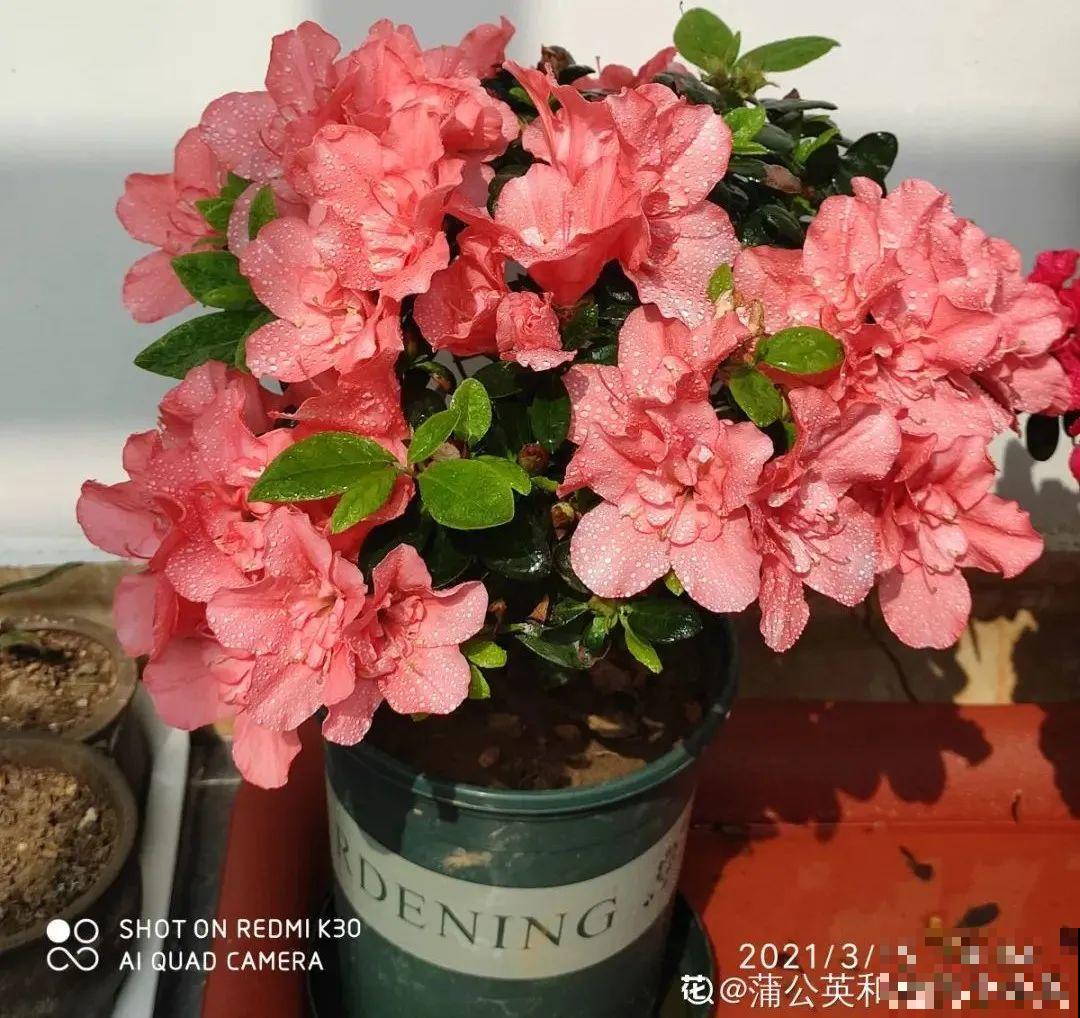 10种花，冬天别喷水，越喷越烂叶，变成光杆特丑