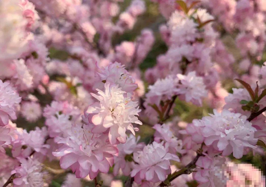 2米高的开花树，-30℃冻不死，大东北的院子都能养