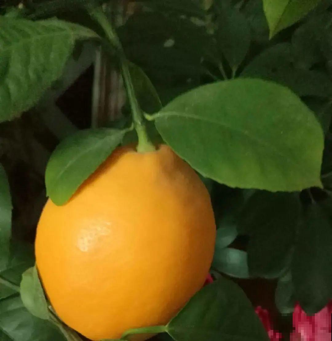 秋天在家养盆“香香花”，满屋子香味，还特耐寒