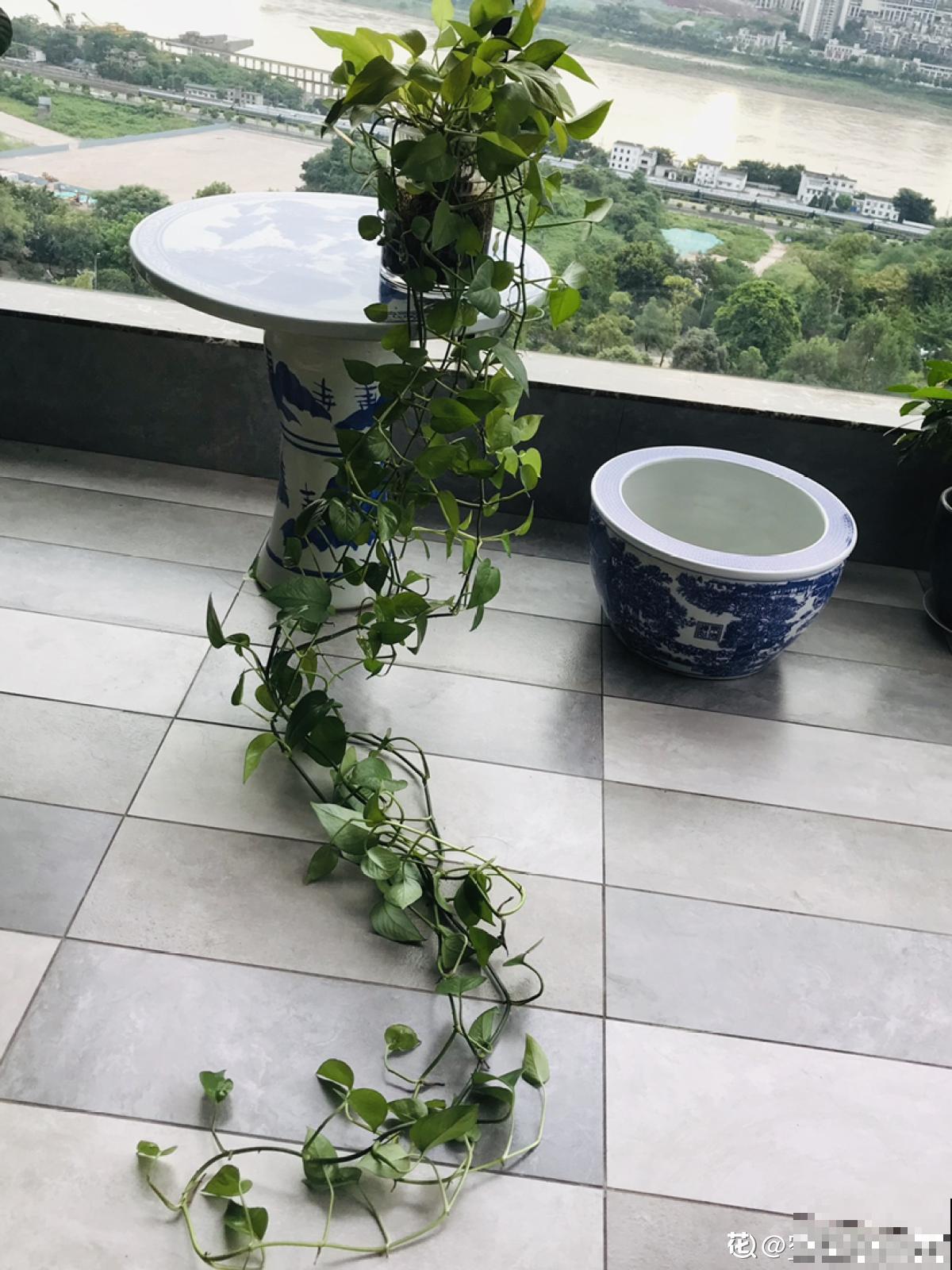 绿萝太“晦气”，老人清理掉，却被儿子吼了一顿，究竟谁错了