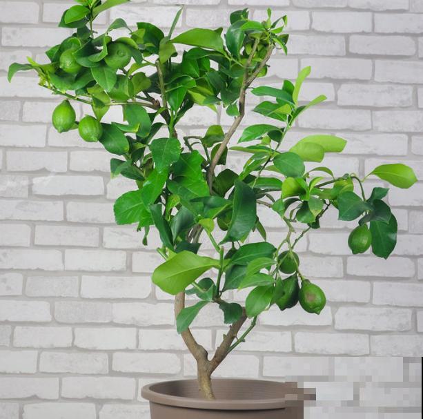 柠檬树的养殖方法和注意事项