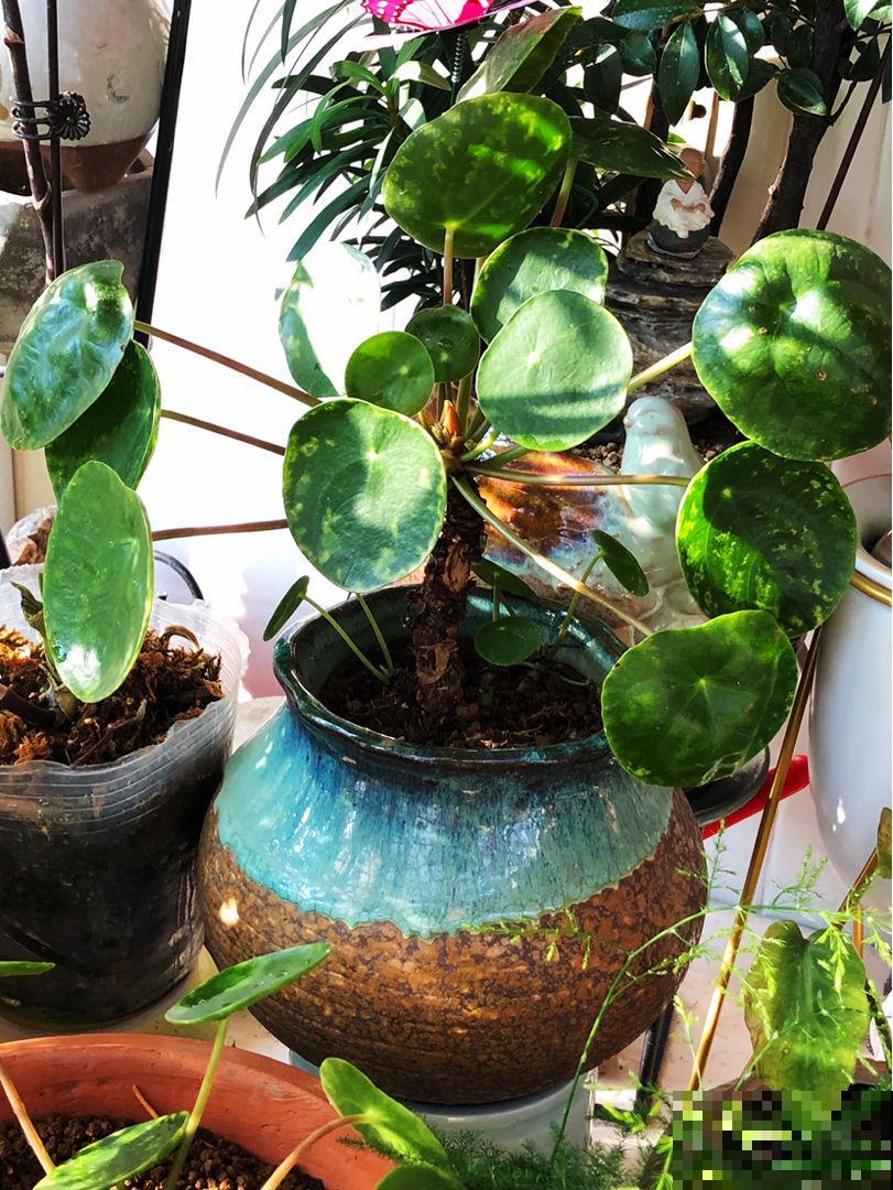 火爆海外的“中国植物”，国内当野草，国外当个宝