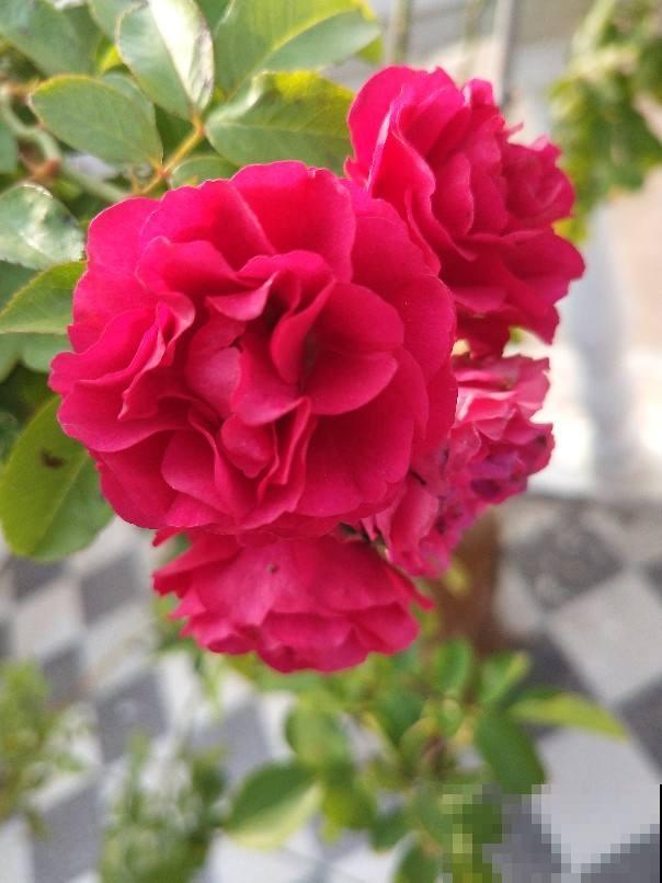 想要做花柱花墙，推荐7种藤本月季，值得拥有