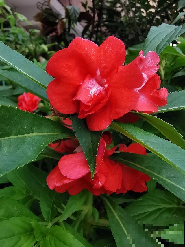 7种花，只有一年寿命，开完别留，不然浪费时间