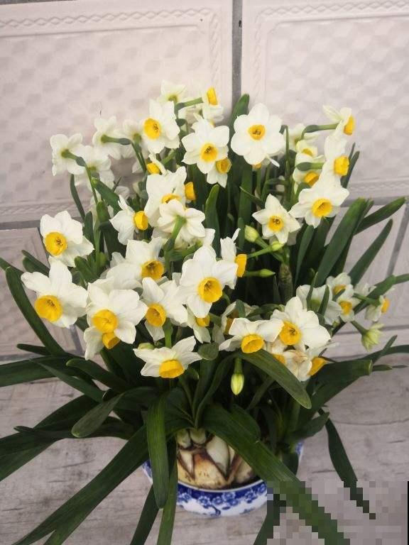 天下水仙漳州强，小雪之后养一盆水仙，时间刚刚好