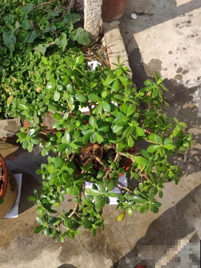 3种花就得用小盆“挤着养”,盆小水少,反而长得旺盛 3种花就得用小盆“挤着养”,盆小水少,反而长得旺盛