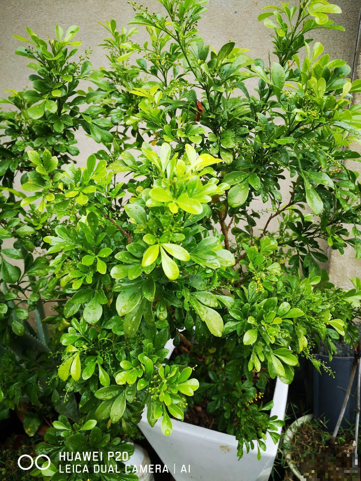 植物会打“暗语”，读懂这2个“暗语”，才能把花养的根壮叶肥