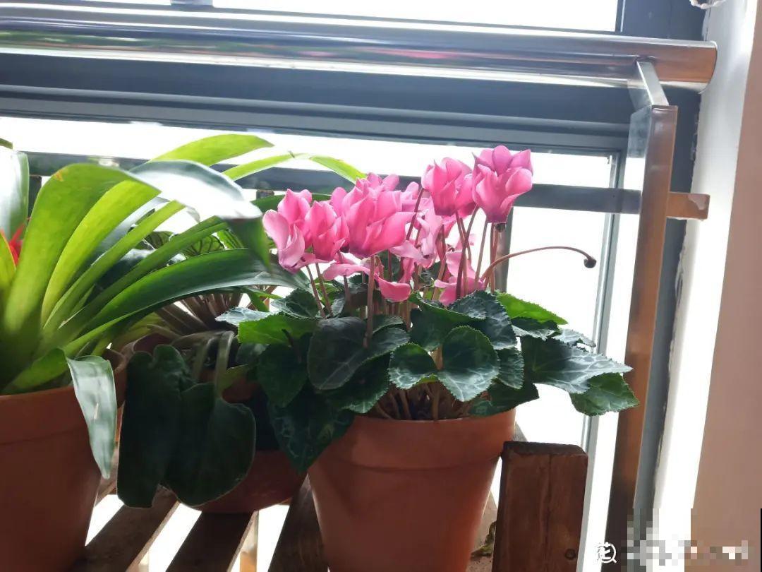 养花“急救”方法，1步搞定，别越拖越严重！