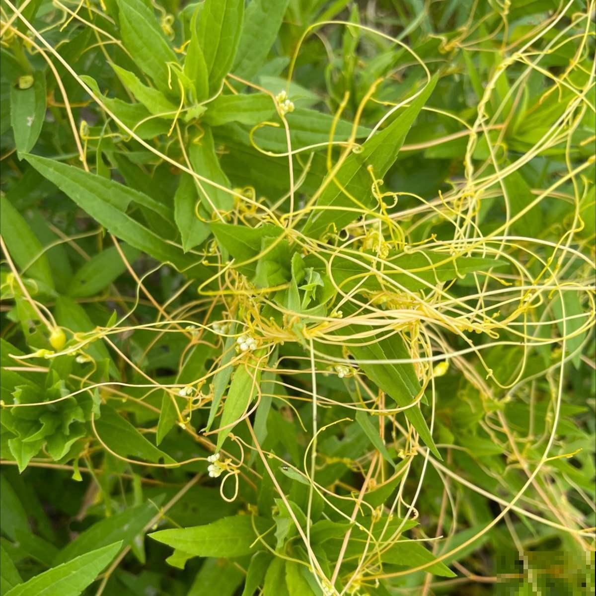 养花要注意“生物入侵”,只要发现一棵就得毁掉,不然惹来大麻烦 养花要注意“生物入侵”,只要发现一棵就得毁掉,不然惹来大麻烦