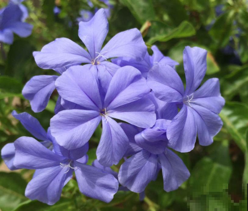 堪称"花中劳模"的4种花，超长待机时间，四季开花不断