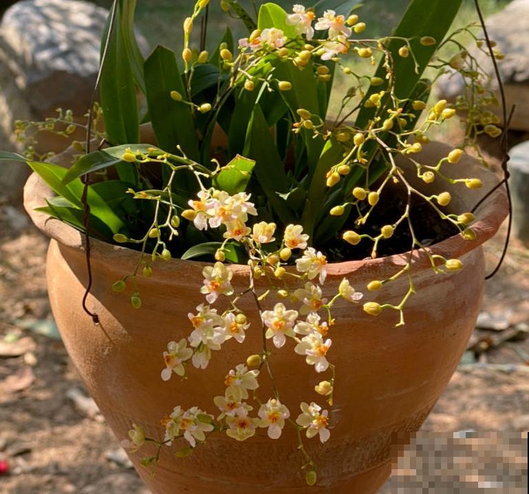 4种“省心爆盆花”，不招虫特干净，适合新手家养