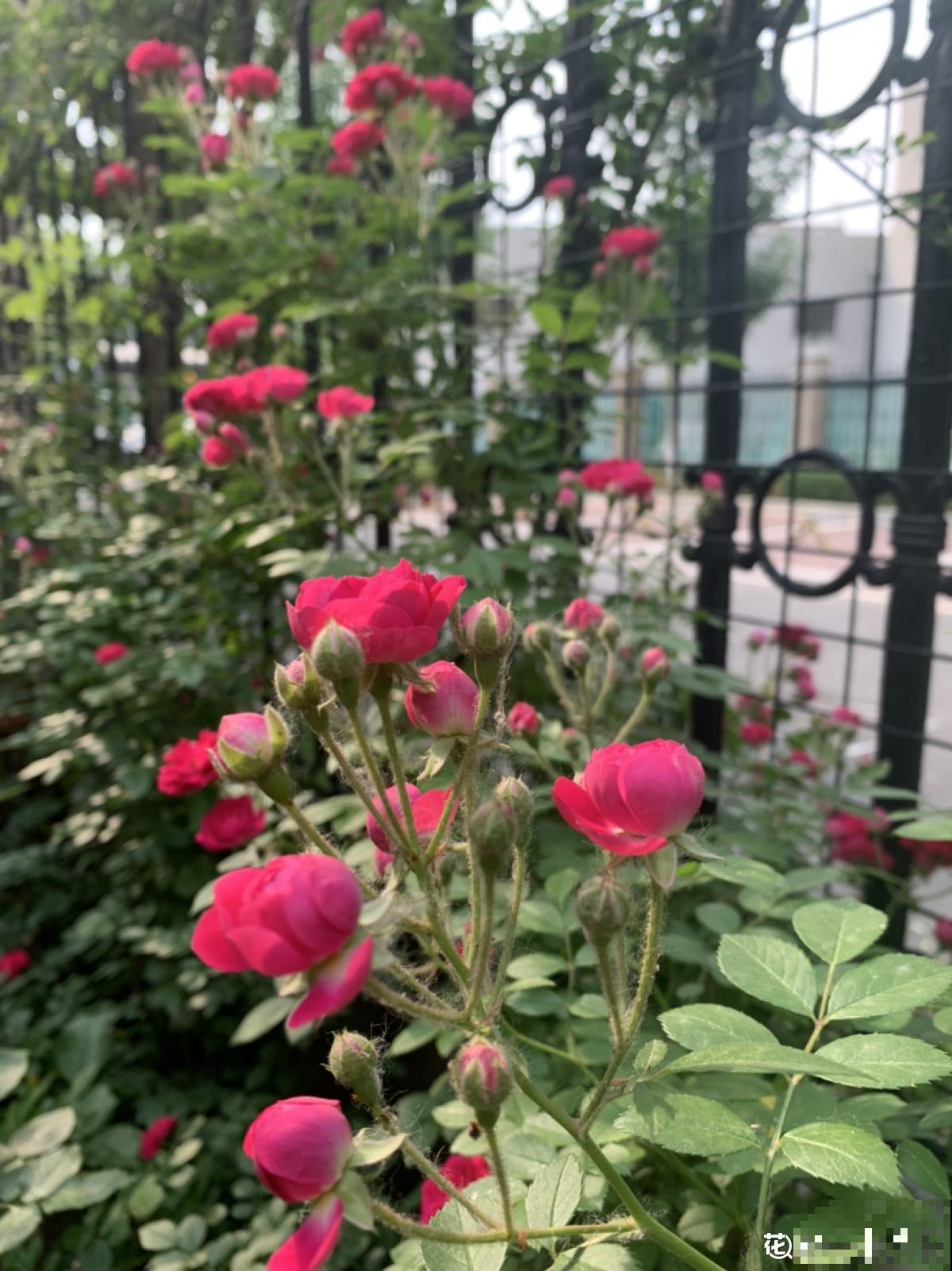 种满一墙头的蔷薇，仿佛身临仙境，活脱脱的花瀑布