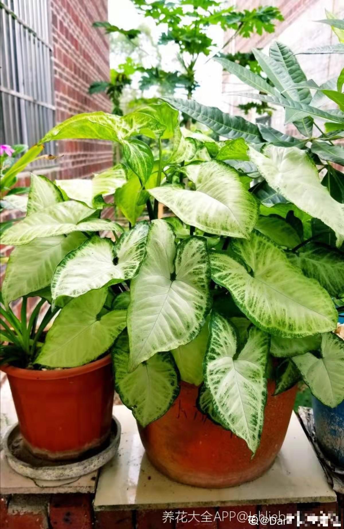 这5种植物叶子，美的像艺术品，最后一个价格比包还贵