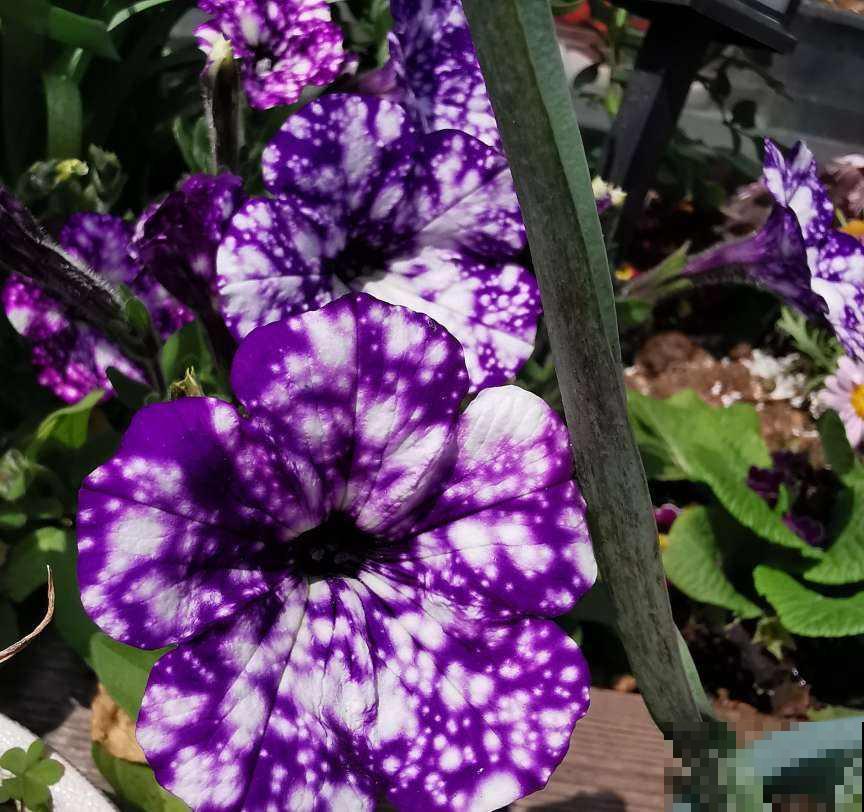 1种矮牵牛颜值高得少见,花朵犹如梦幻星空,神秘又浪漫 1种矮牵牛颜值高得少见,花朵犹如梦幻星空,神秘又浪漫