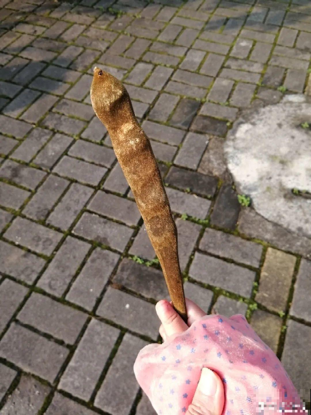 路上看见银杏果,不要捡,小心有毒! 路上看见银杏果,不要捡,小心有毒!