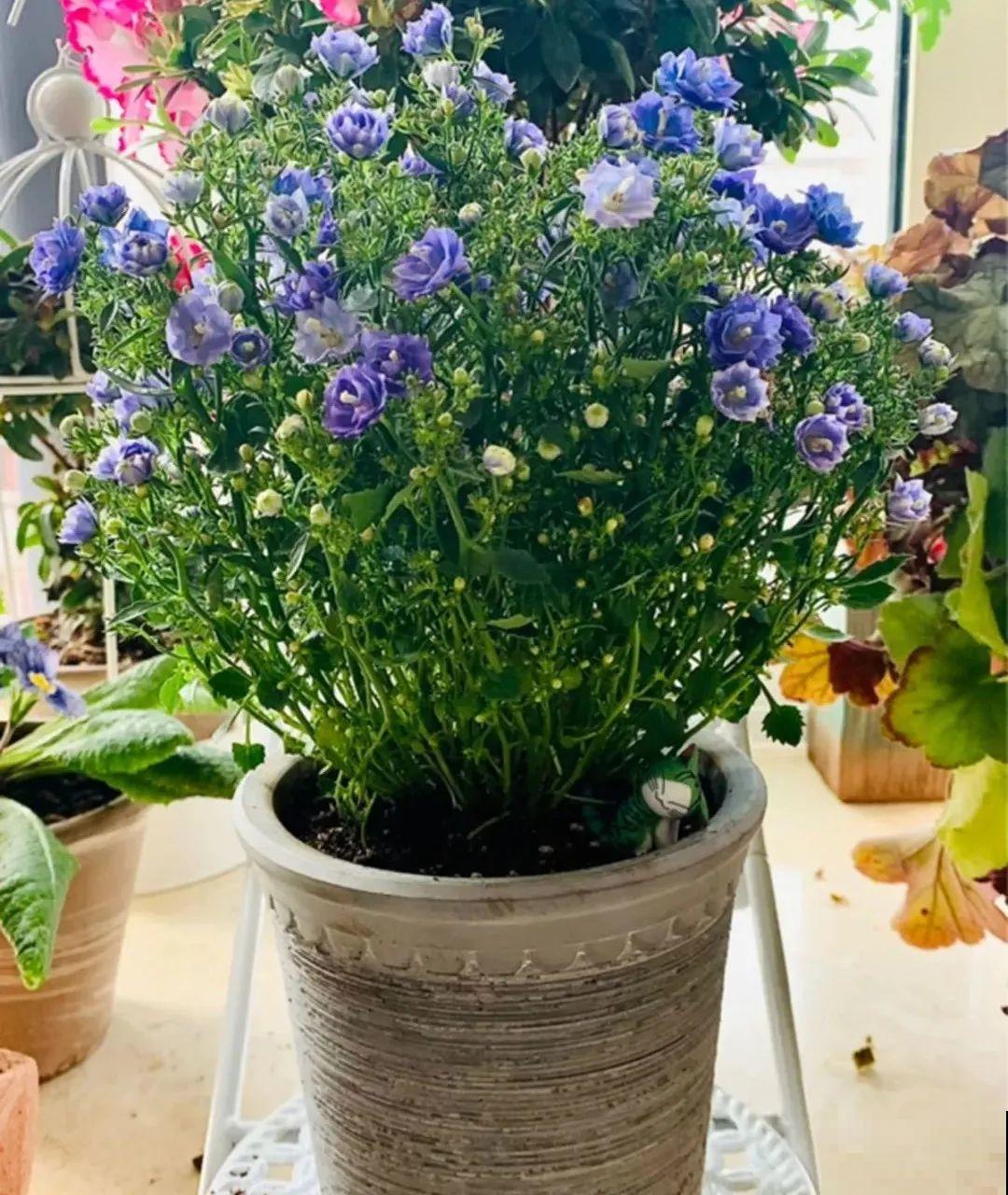 今冬最火网红花,密密麻麻“风铃”花苞,气质十足有格调! 今冬最火网红花,密密麻麻“风铃”花苞,气质十足有格调!