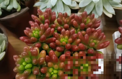 蟹爪兰、长寿花僵苗,必须掐几下,重新换盆养! 蟹爪兰、长寿花僵苗,必须掐几下,重新换盆养!