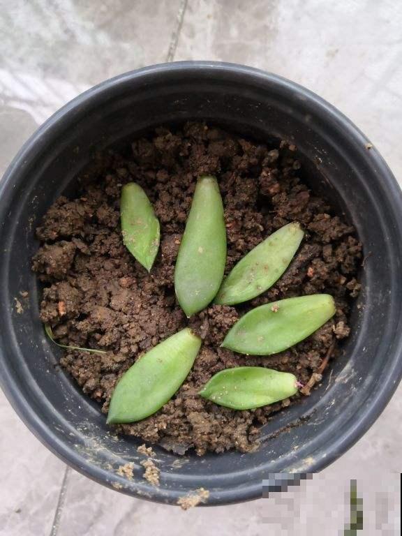 别只会用营养土，4种东西加土里，营养和透气性超级加倍