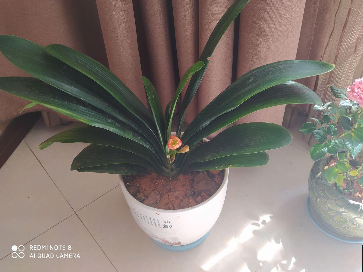 养君子兰有2个目标，一活着二开花，教你成为正确的“护花使者”