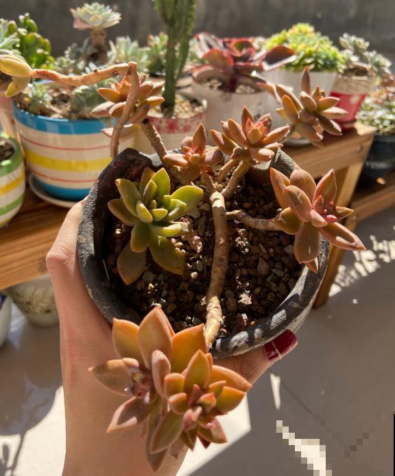 4种可以变成“老桩”的多肉，适合新手养，轻松就能变“老桩”