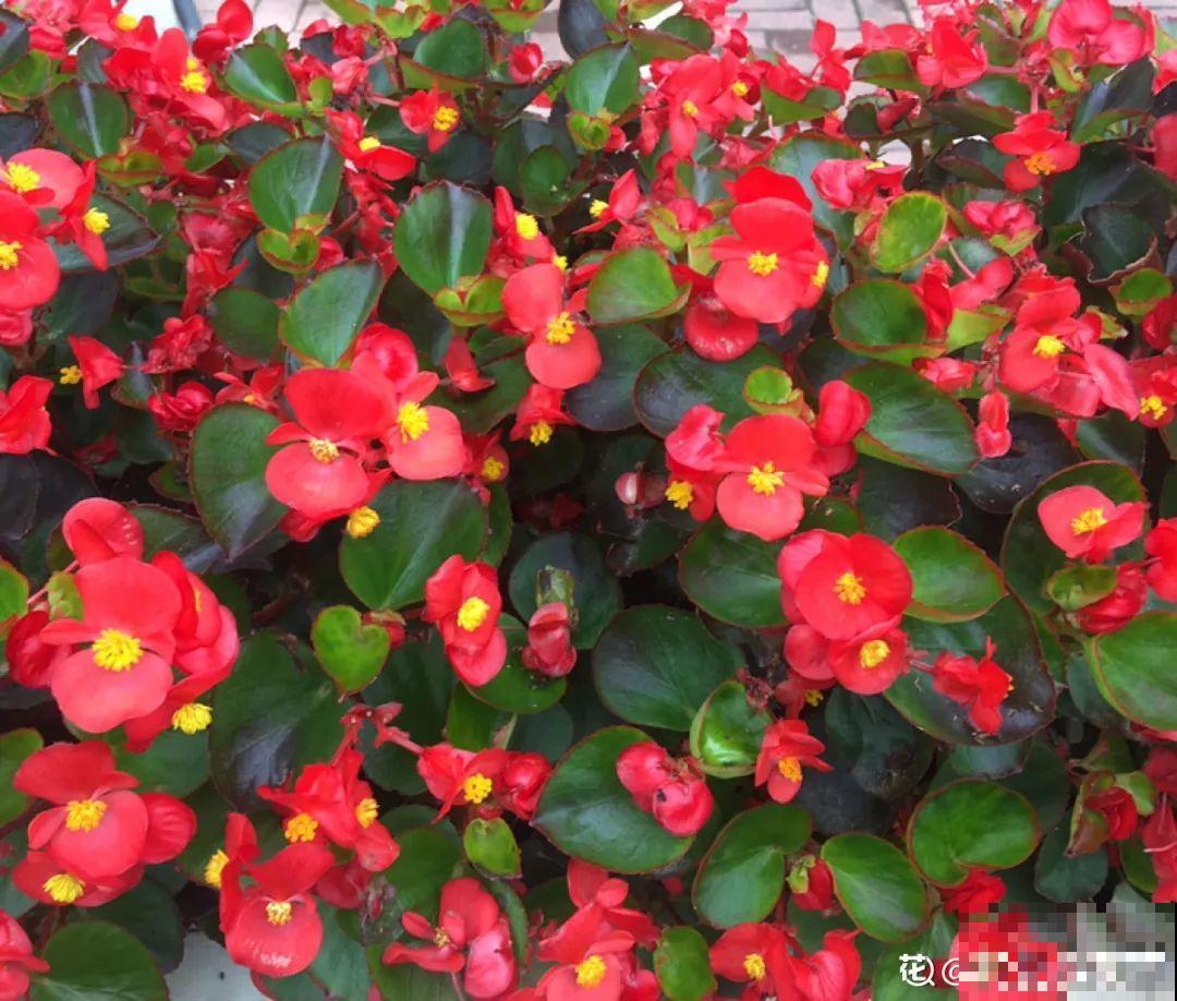 入秋一盆水,休眠的花“醒了”,猛长大花苞 入秋一盆水,休眠的花“醒了”,猛长大花苞