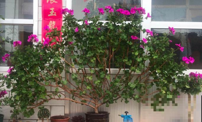 5种花，寿命长，变了老桩更大气