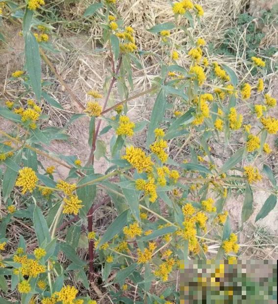 5种花长太快，容易泛滥成灾，千万别随便丢弃